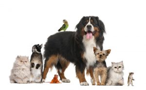 Pet shops in Hyderabad