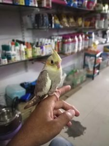 Animal store in kukatpally