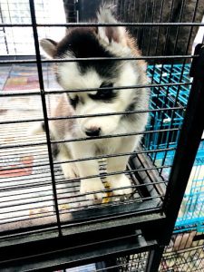 pet store in kukatpally