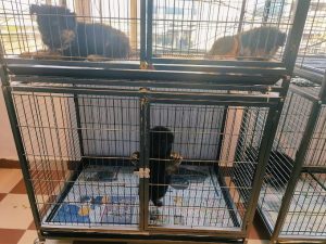 VR Pets & Kennel Hyderabad